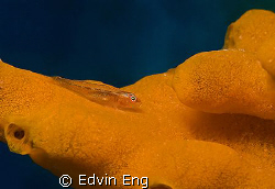 Almost Invisible! Taken in Mabul with Canon G9, Inon Z240... by Edvin Eng 